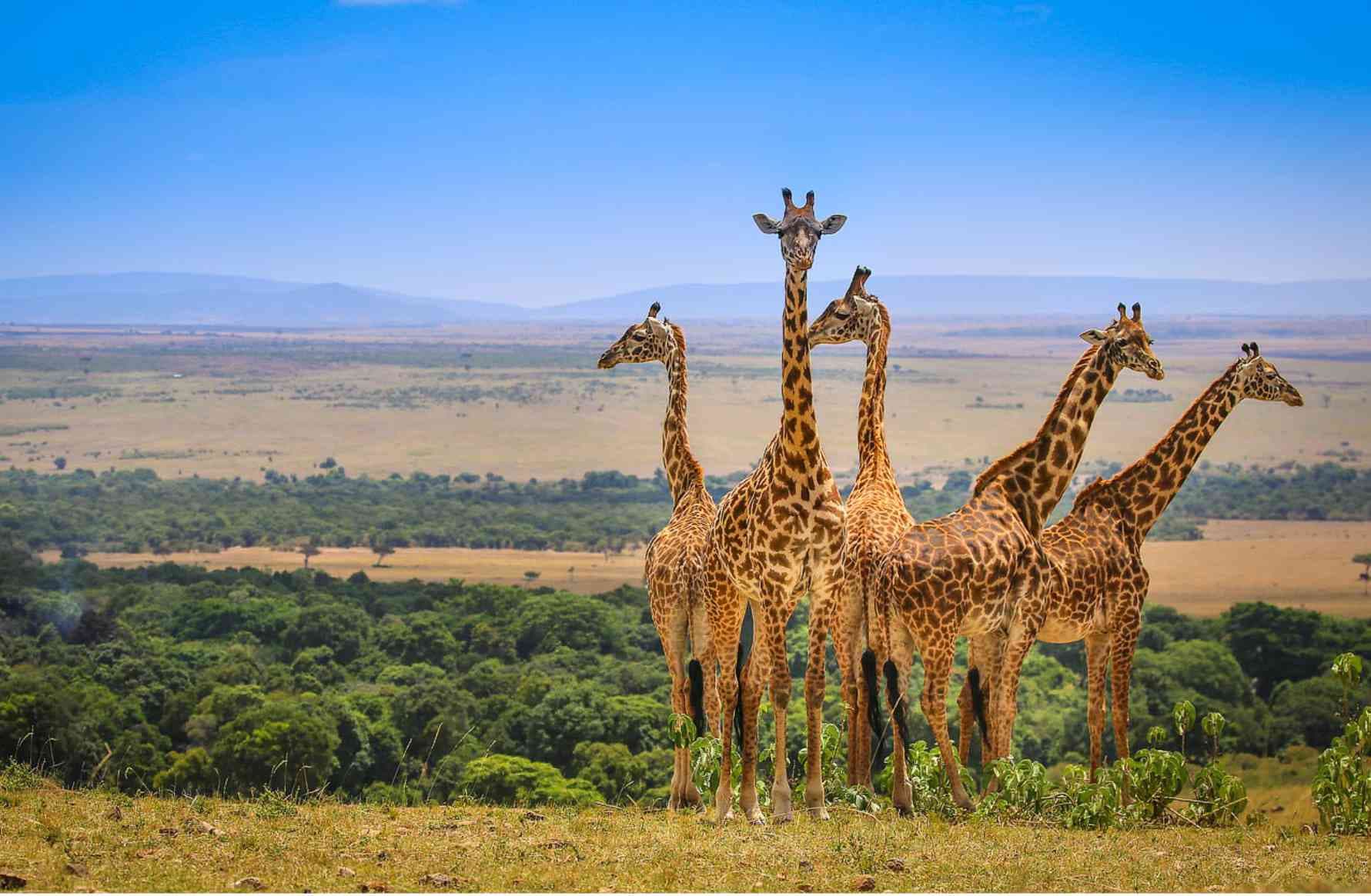 Why a Kenya Tanzania Safari Is the Adventure of a Lifetime