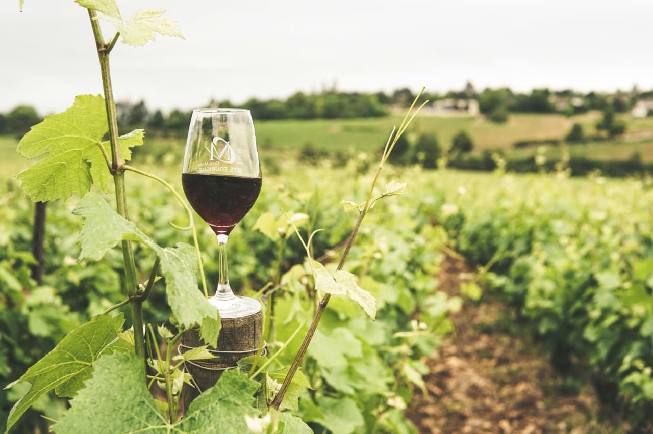 Scenic and Serene: Wineries in Clarksburg You’ll Love