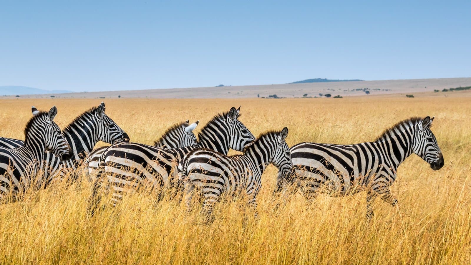 Mikumi National Park Tanzania Safari: Discover Tanzania’s Hidden Gem