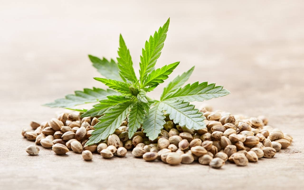 Madrid Cannabis | Safe &amp; Legal Experiences with Clubs Cannabis Madrid
