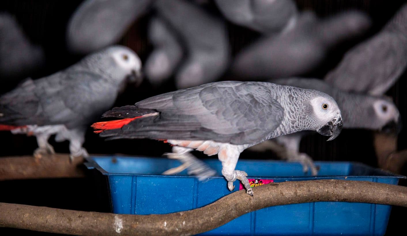 Parrots for Sale – Premium Health Standards by Amazing Birds Farm