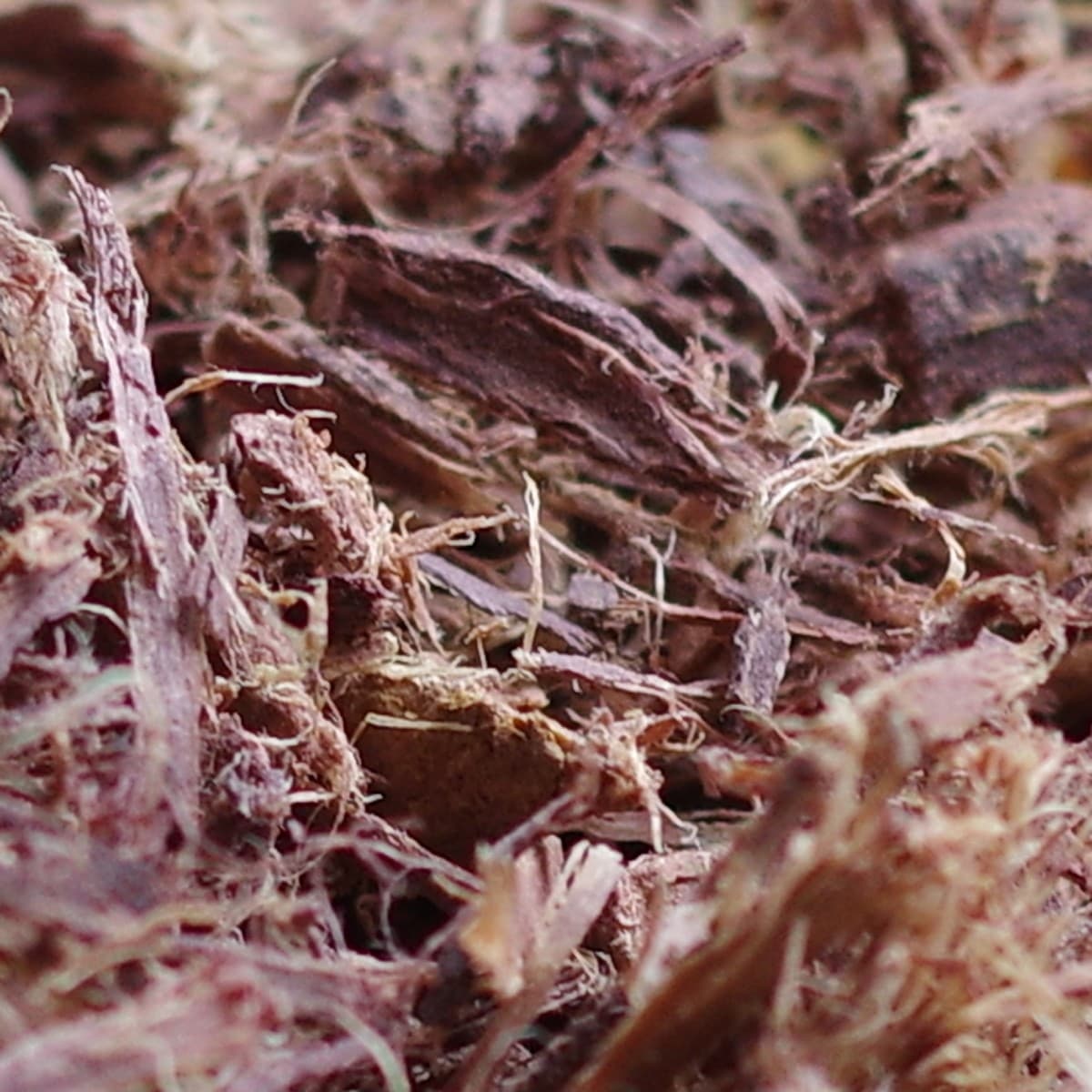 Jurema Root Bark Dye Methods for Beginners