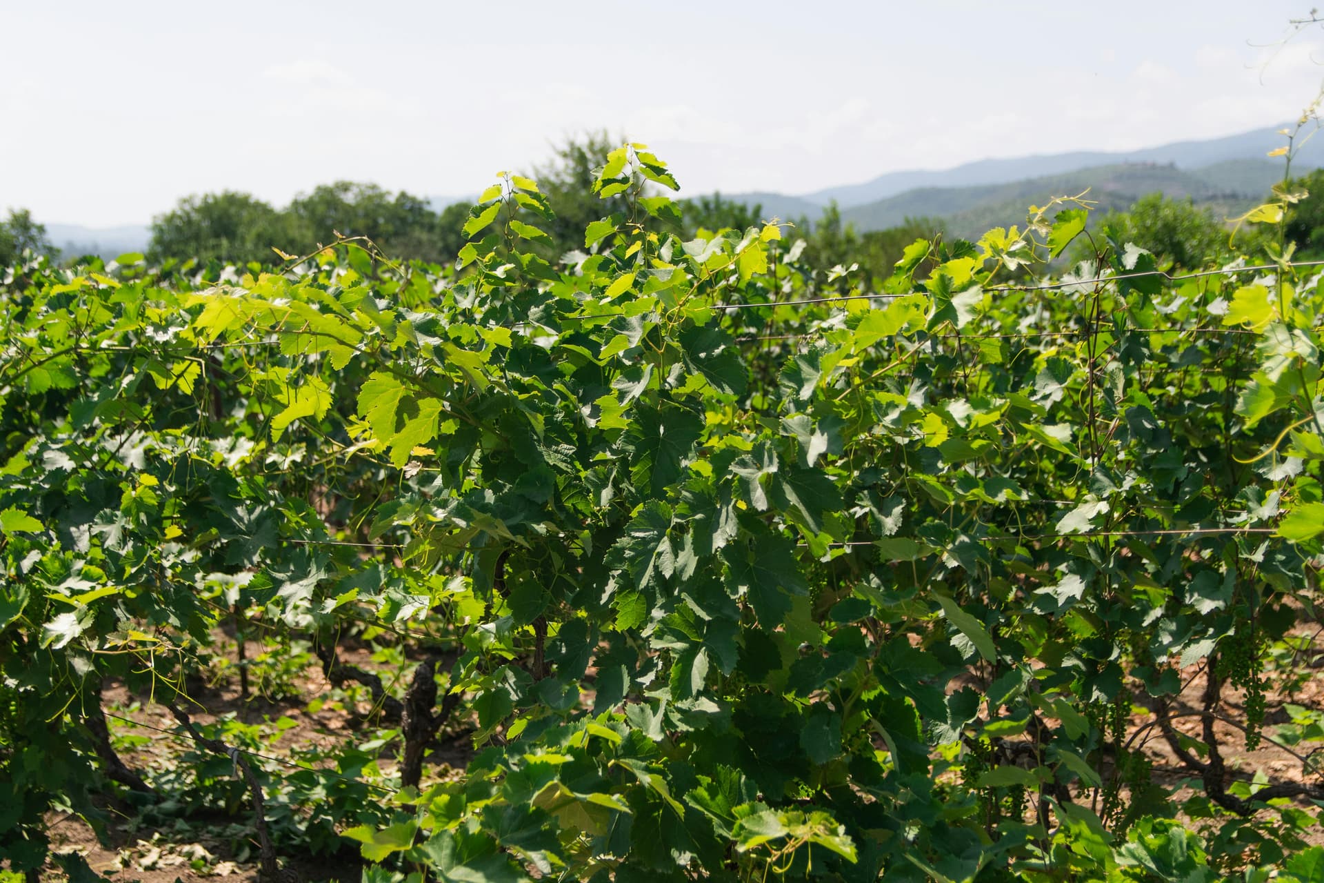 Best Wine and Food Pairings to Try in Clarksburg CA