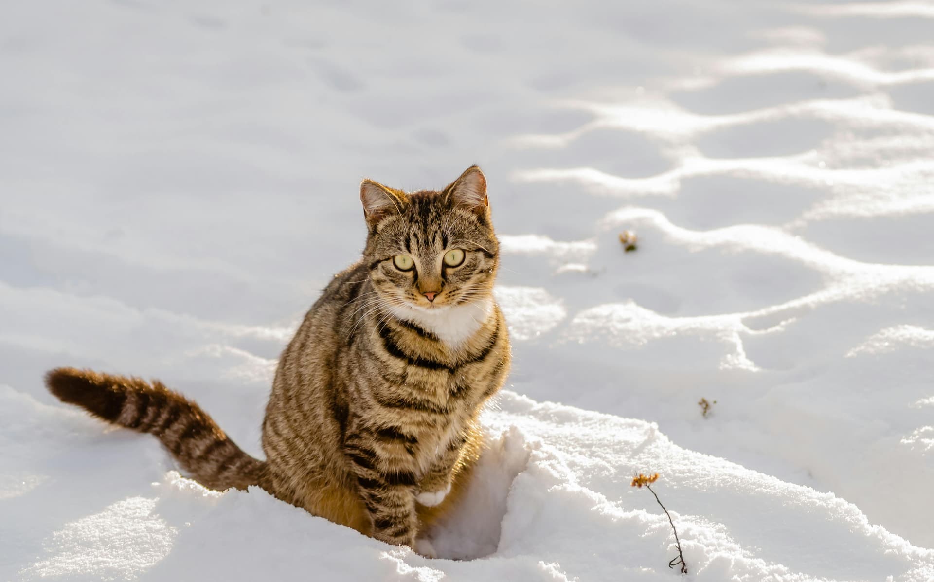 Maine Coon Cats for Sale Near Me – Local Trusted Breeder