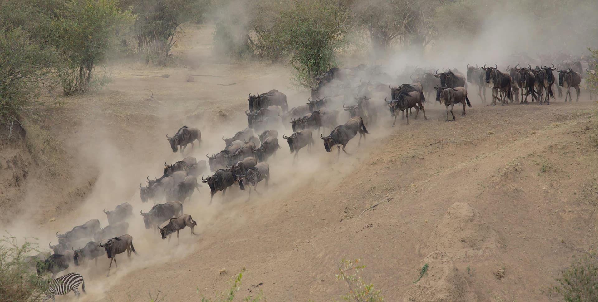 Luxury Tanzania Safari Experiences in the Heart of Africa