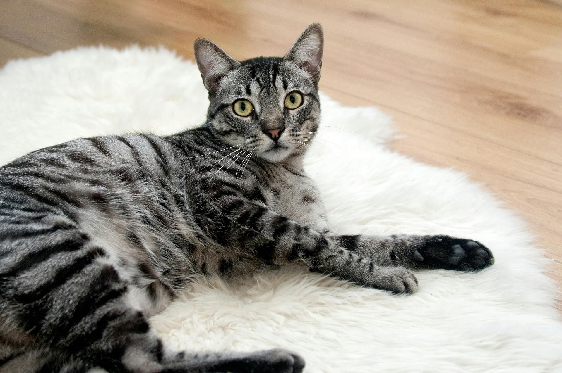 Healthy Maine Coon Cats for Sale Sacramento Residents Can Visit in Person