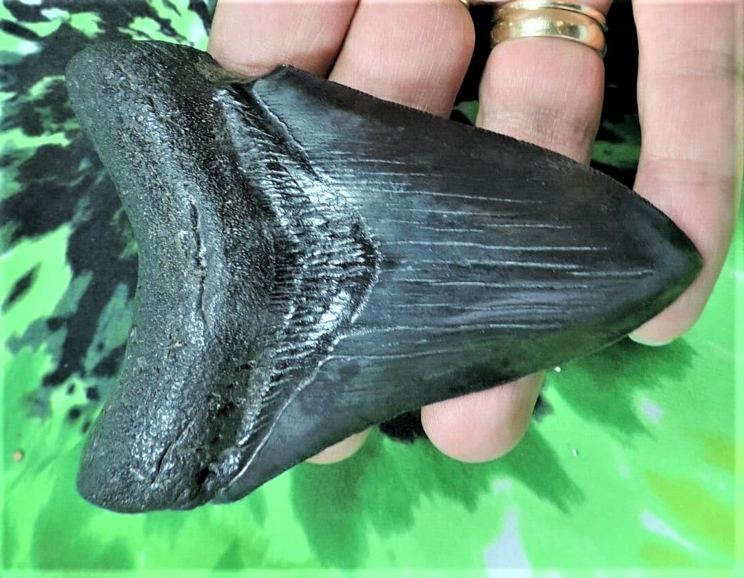 HOW TO VISIT FOSSIL DRIVEN’S MEGALODON COLLECTION VIRTUALLY