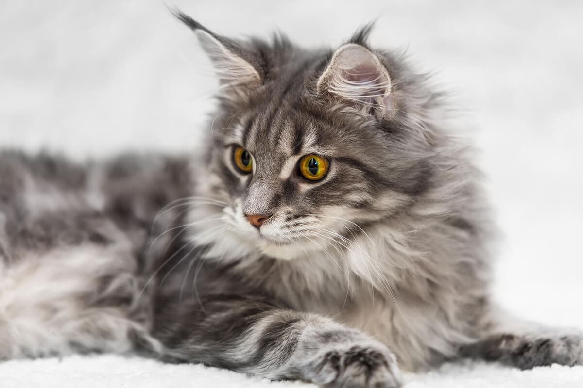 Adorable Maine Coon Kittens for Sale Sacramento | Amore Cattery