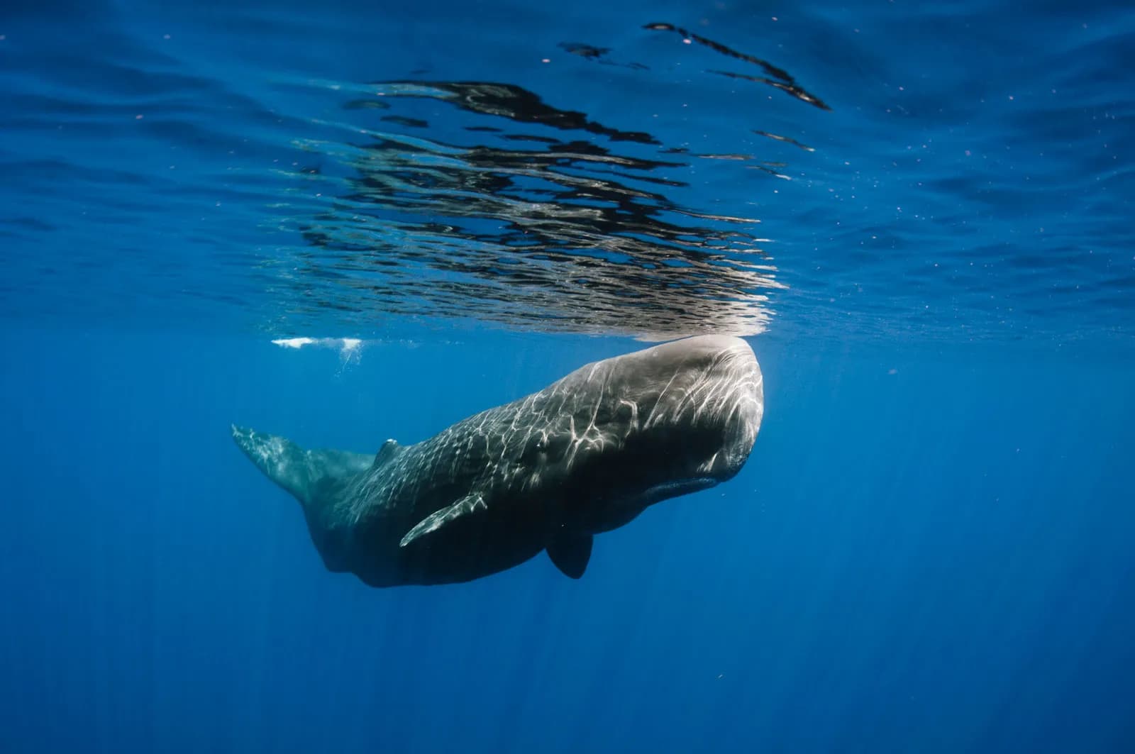 Law Meets Ecology: A-LAW with marianthi baklava Reimagining the Ocean