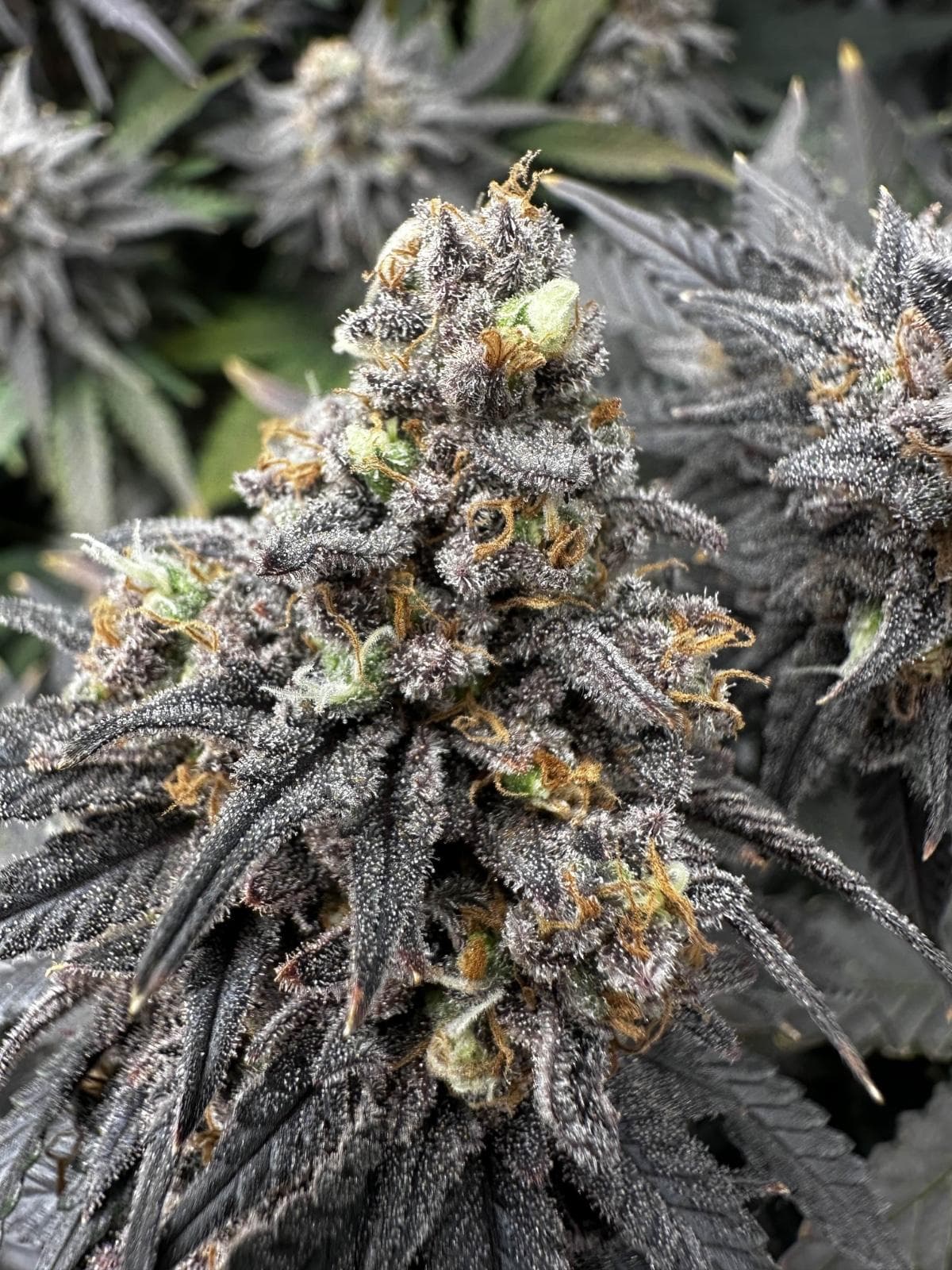 bluetenbande – Dein Weg zum Cannabis Social Club