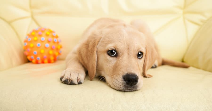 2 Week Dog Training Camp Near Me: Transform Your Dog Fast