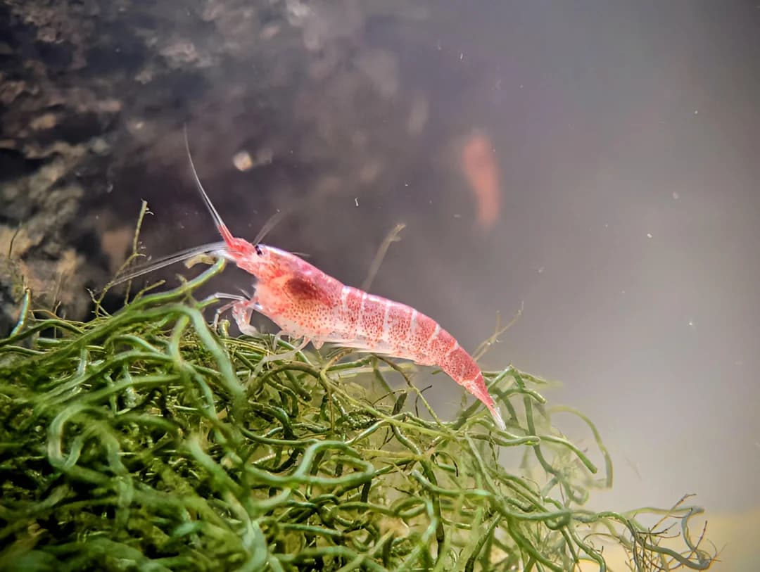 Opae Ula Experts | Build Your Own Shrimp Ecosystem