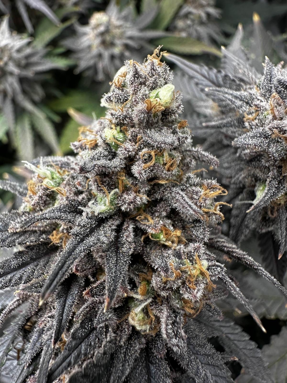 bluetenbande – Dein Weg zum Cannabis Social Club