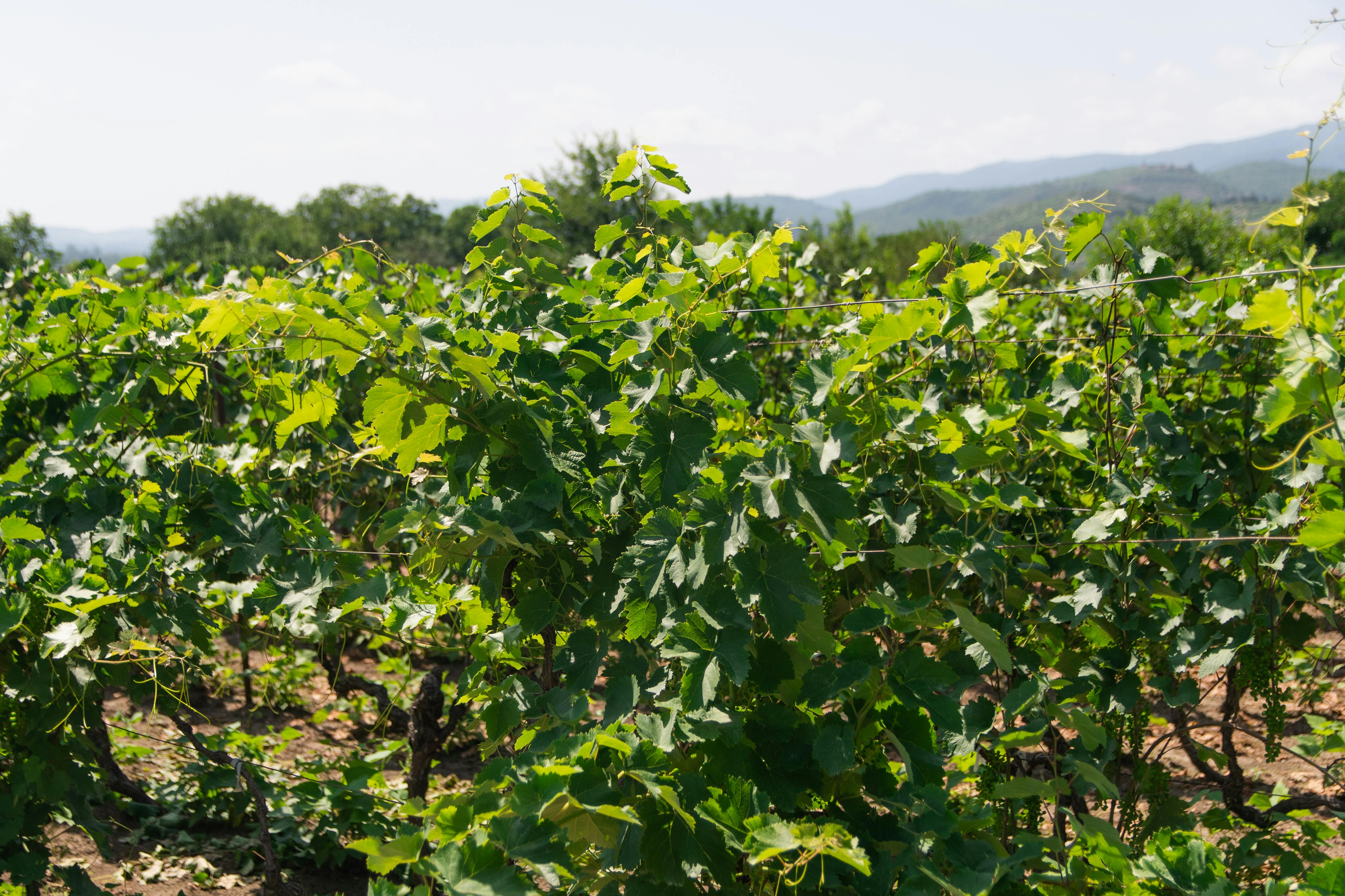 Best Wine and Food Pairings to Try in Clarksburg CA