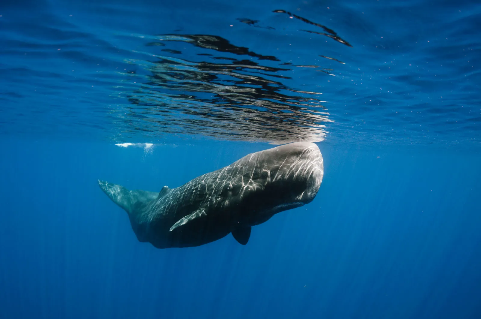 Law Meets Ecology: A-LAW with marianthi baklava Reimagining the Ocean