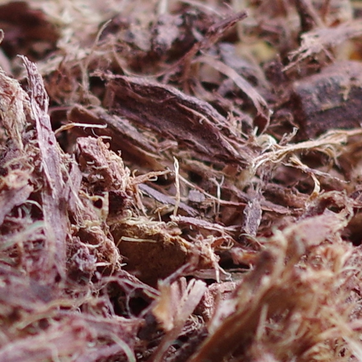 Jurema Root Bark Dye Methods for Beginners